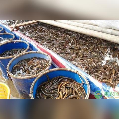 黄鳝最新价格行情今日更新