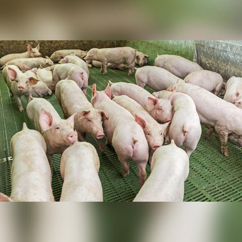 今日母猪价格行情解析