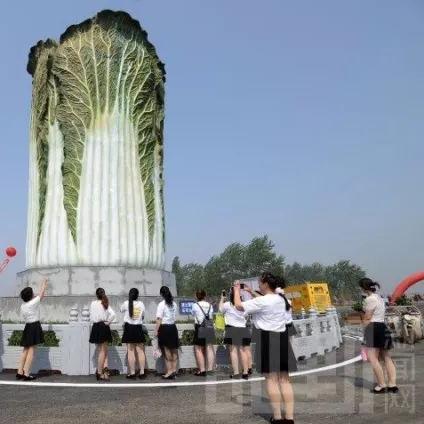 内黄县农民拾白菜现场实录，最新劳作视频观看