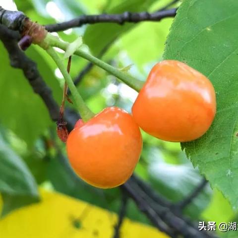 房县樱桃产业蓬勃发展，喜迎丰收季