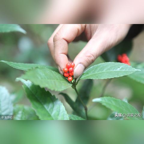 宁明林地最新动态，林业发展迈入新篇章