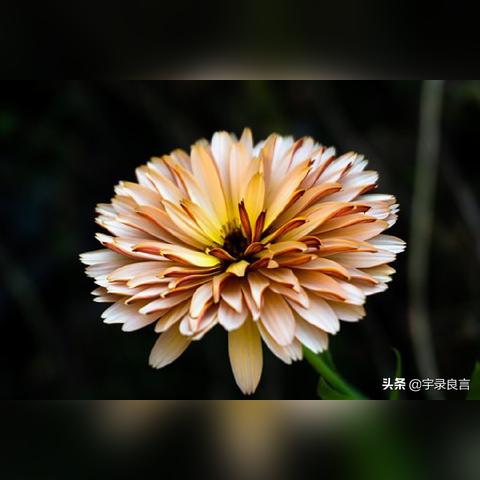 励志箴言，成功无捷径，奋斗不止步