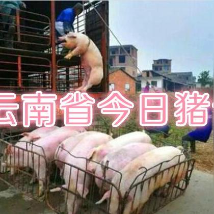 德宏今日生猪价格走势分析