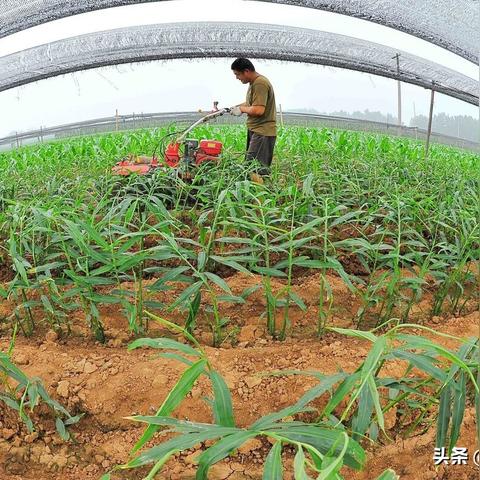 生姜今日最新售价行情报告分析