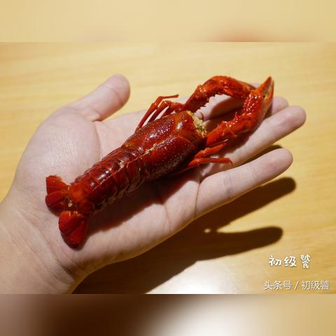 江苏虾价最新动态，今日报价与深度市场分析