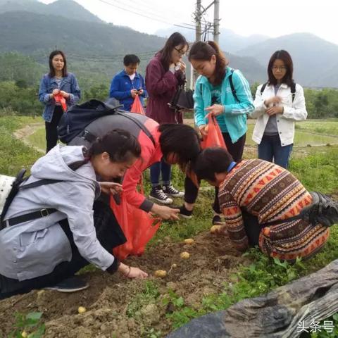 云城区土豆挖掘事件，最新视频报道揭秘