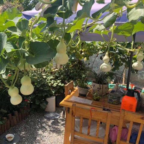 今日葫芦价格行情解析，最新葫芦价格一览表