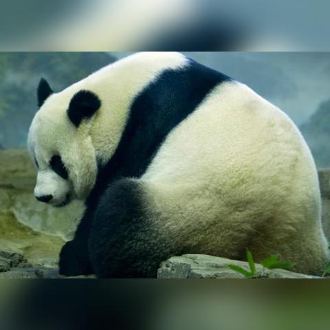熊猫美香最新消息，生活与健康状态全面更新今日报道