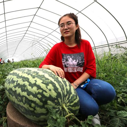 江苏西瓜被抢事件最新动态报道