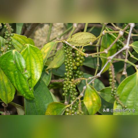 黑胡椒价格今日行情更新