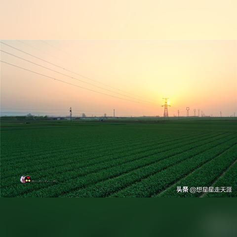 临沂小麦今日价格走势分析