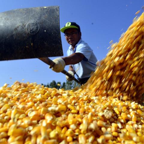 河北玉米最新行情分析与价格走势