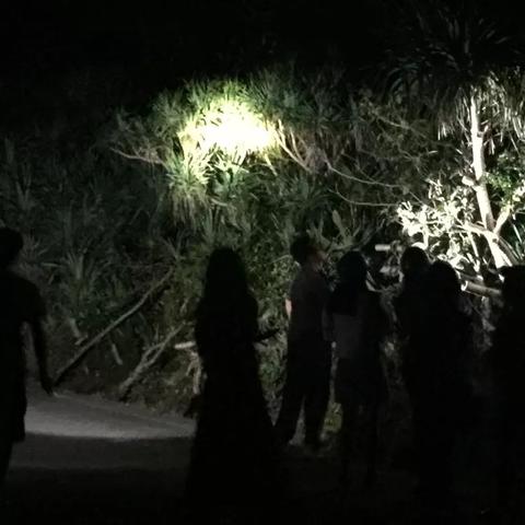 环岛夜游指南，最新视频畅游夜景胜地攻略