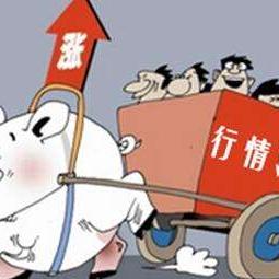 贵州最新猪价分析与趋势观察