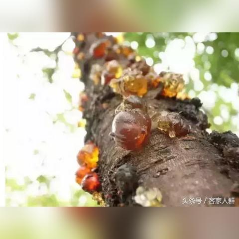 今日胶价格走势分析，最新行情报告