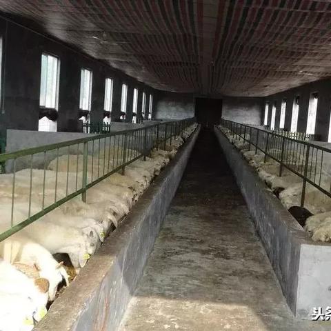 今日育肥马价格行情更新