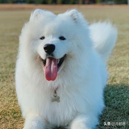 幼犬市场最新动态深度解读