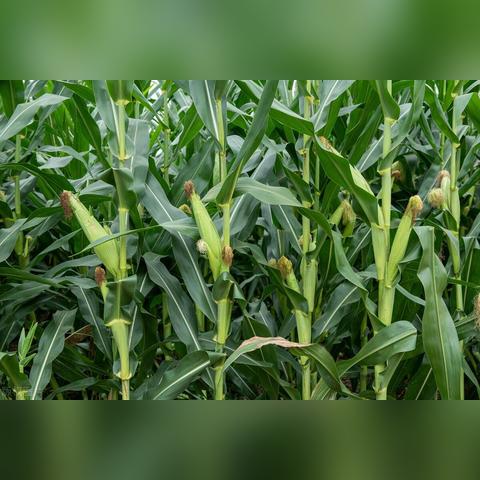 高粱价格走势最新分析报告