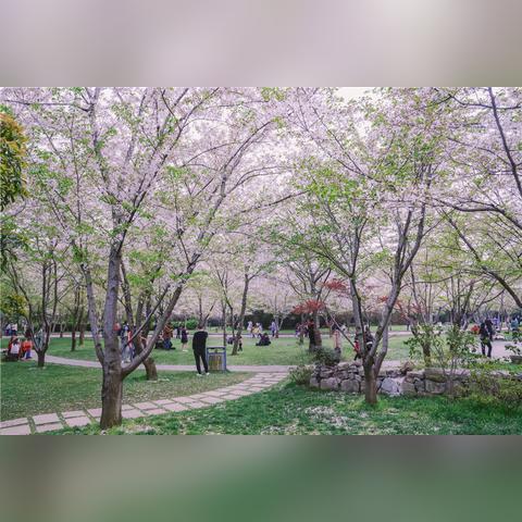 鼋头渚景区对老人免费政策最新解读