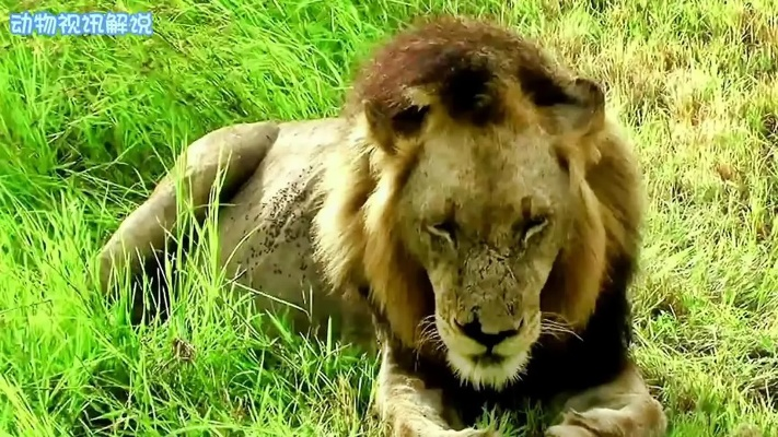 坏男孩老版本解析,实践策略深度解读V9.45版